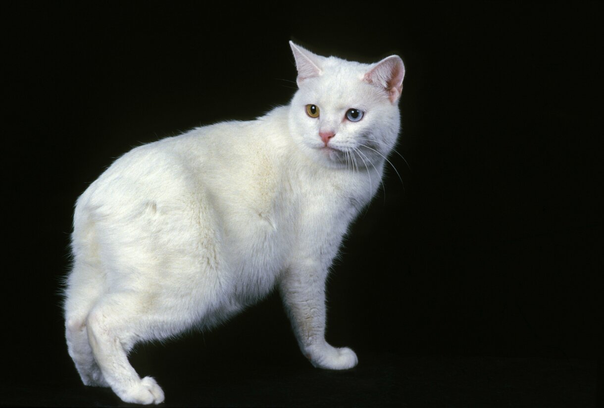 マンクスキャット